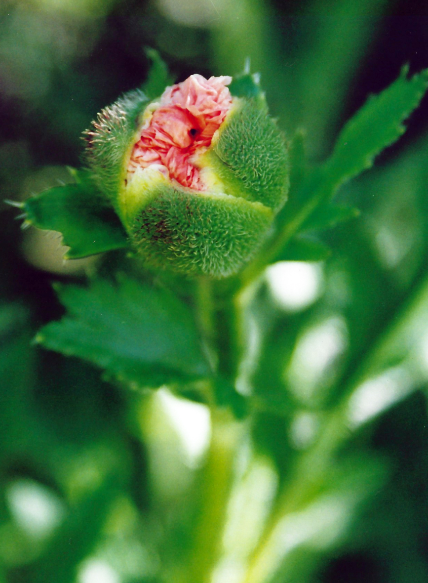 Knospe-Werde-was-du-schon-bist