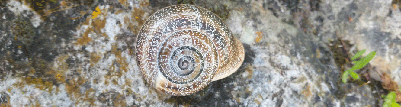 Schnecke